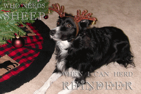 Abbey Ready To Herd Reindeer